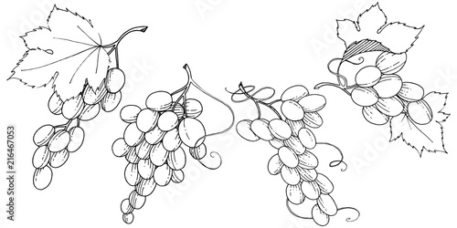 Grape healthy food in a vector style isolated. Full name of the fruit: grape. Vector wild fruit for background, texture, wrapper pattern or menu.