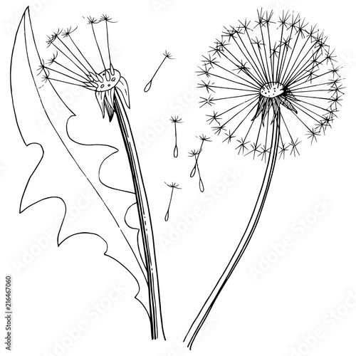 Fototapeta Naklejka Na Ścianę i Meble -  Wildflower dandelion in a vector style isolated. Full name of the plant: dandelion. Vector flower for background, texture, wrapper pattern, frame or border.