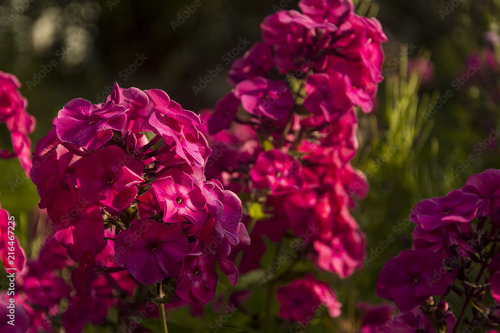 flowering phlox flowers