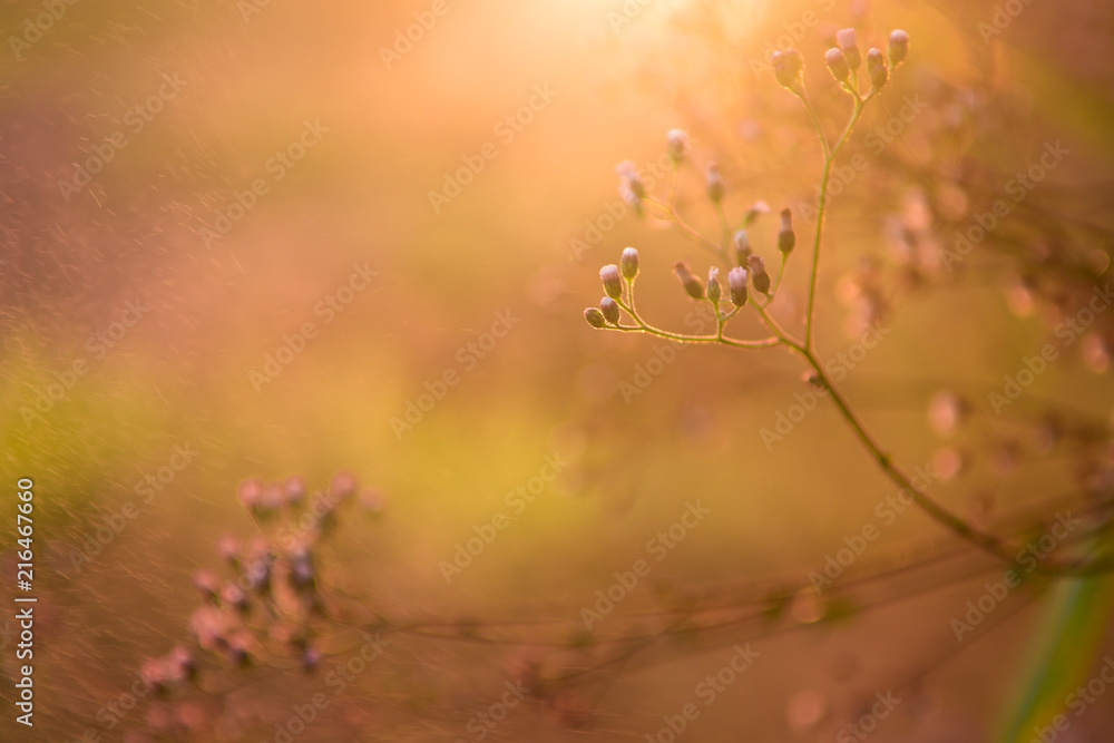 Close-up flowers grass and sunrise background in the morning Close-up flowers grass and sunrise background in the morning