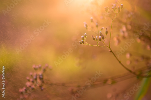 Close-up flowers grass and sunrise background in the morning