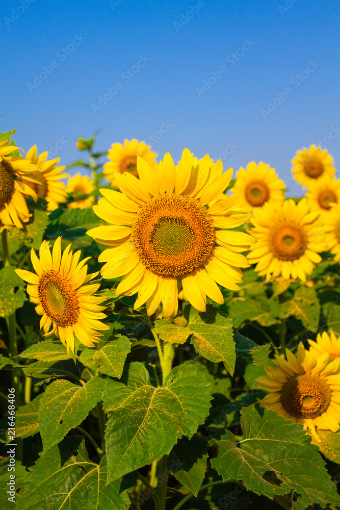 Naklejka premium Field of sunflowers with blue sky on sunny day