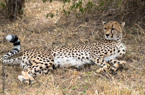 cheetah