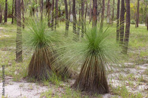 Beautiful Xanthorrhoea growing in forest at Watsonville in Queensland, Australia