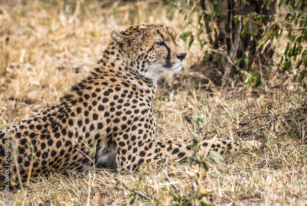 cheetah cheetah