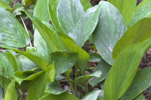 Green leaf Boesenbergia rotunda (L.), (ZINGIBERACEAE), Fingerroot, Galingale