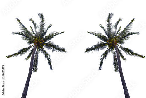 Coconut / Palm Tree isolated on white background.