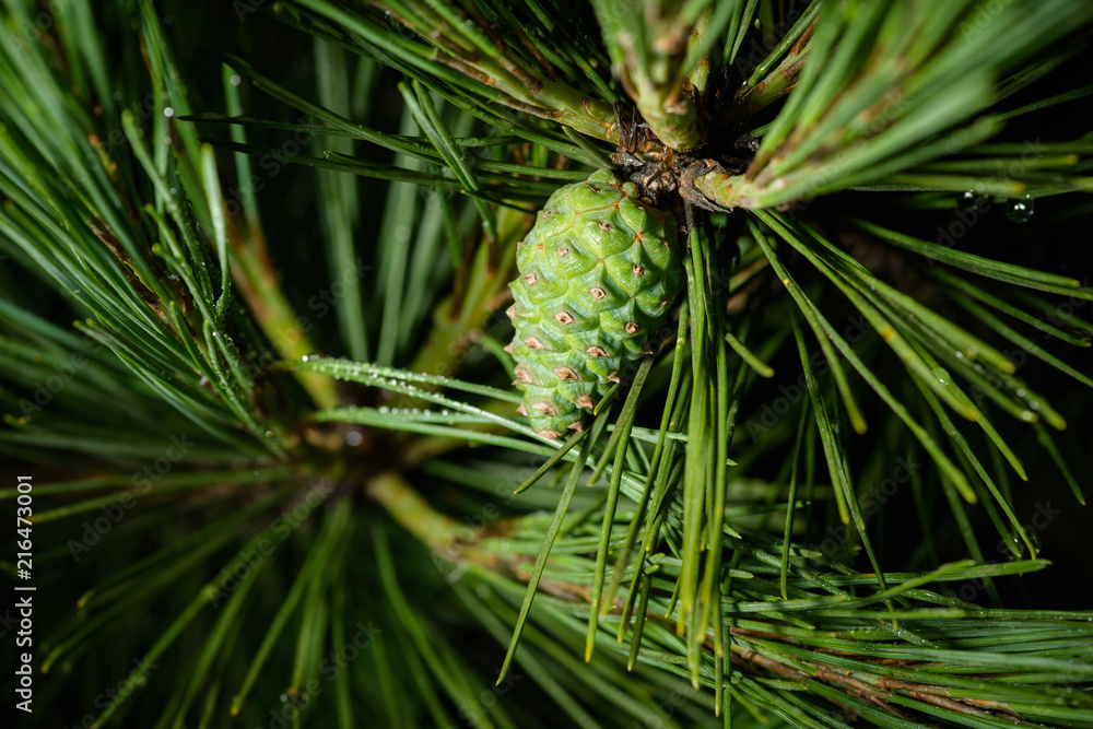 Pine branches with fir-cone. Selective focus on cone. Shallow depth of field. Pine branches with fir-cone. Selective focus on cone. Shallow depth of field.