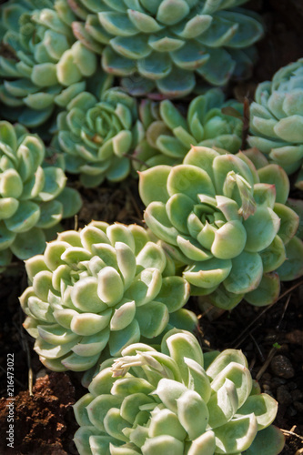 Beautiful gathering of multiple Sedum Stonecrop plants- a member of the succulent family.