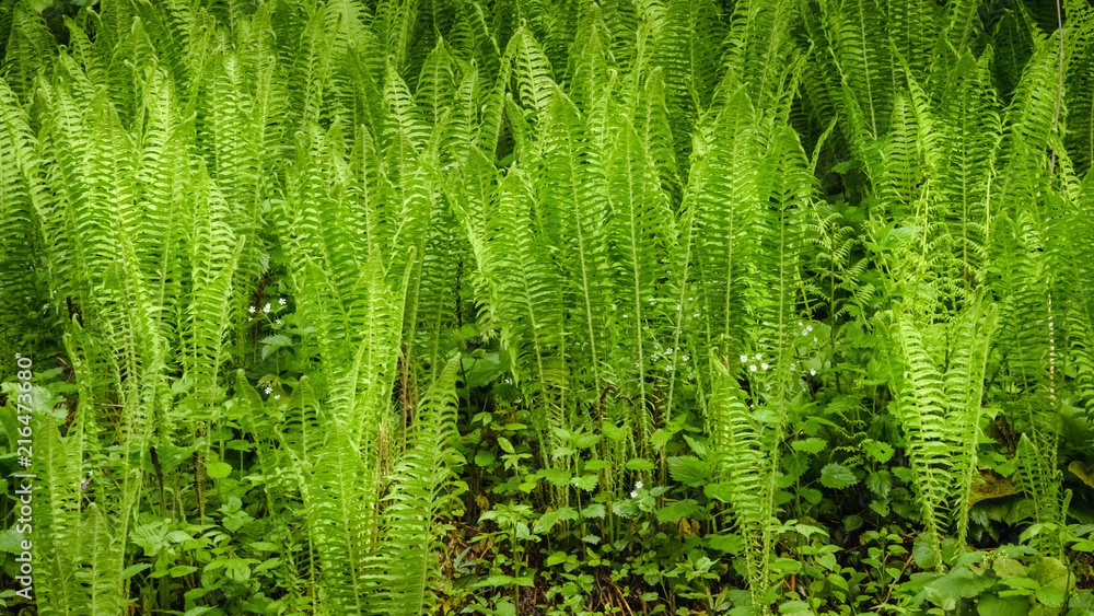 Abstract closeup photo of fern. Natural background. Ecology concept of clear environment. Spring concept. Taken at Carpathian mountains, Ukraine.