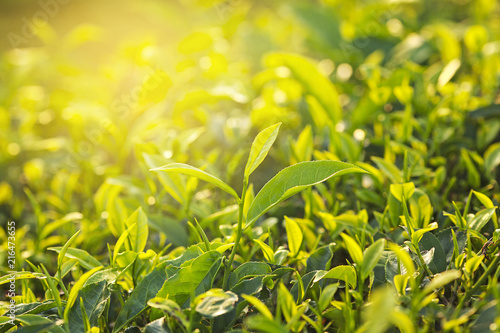 Close up of green tea leaves in a tea plantation in morning with dramatic sunlight.