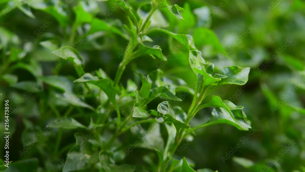 watercress in vegetable garden watercress in vegetable garden