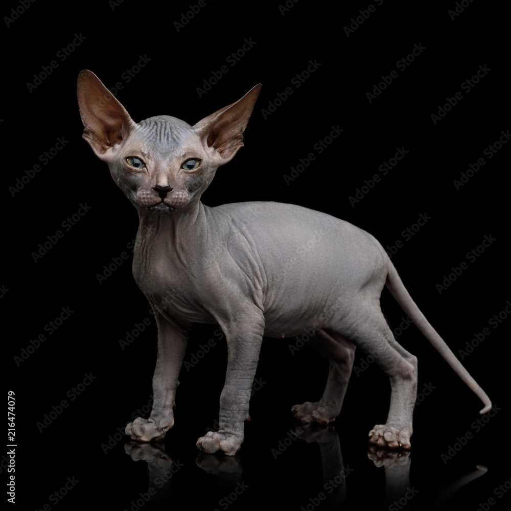 Funny Sphynx Kitten Standing and Curious Looks Isolated on Black Background, front view