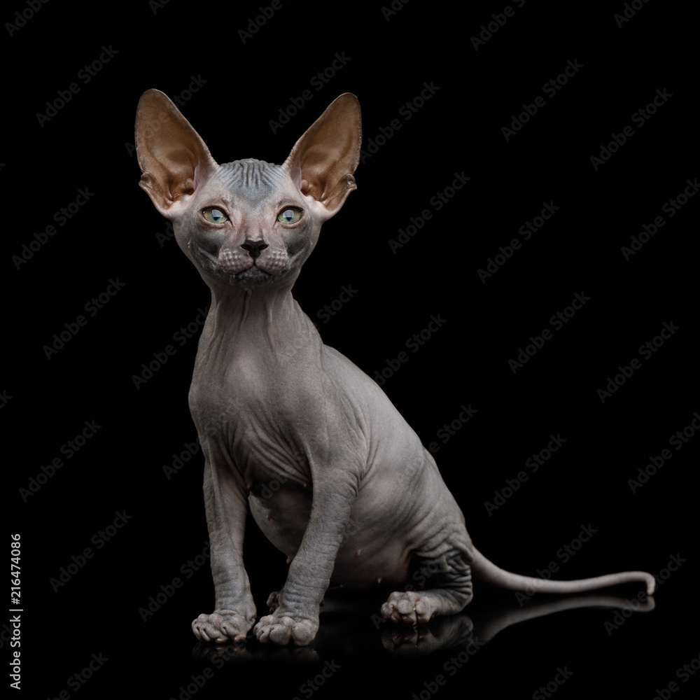 Funny Sphynx Kitten Sitting and Curious Looks Isolated on Black Background, front view