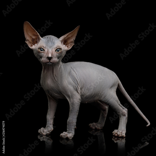 Funny Sphynx Kitten Standing and Curious Looks Isolated on Black Background, front view © seregraff