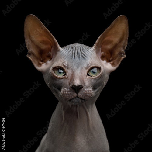 Close-up Portrait of Funny Sphynx Kitten Curious Gazing Isolated on Black Background, front view