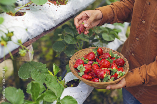 A worker picking a fresh strawberry at farm