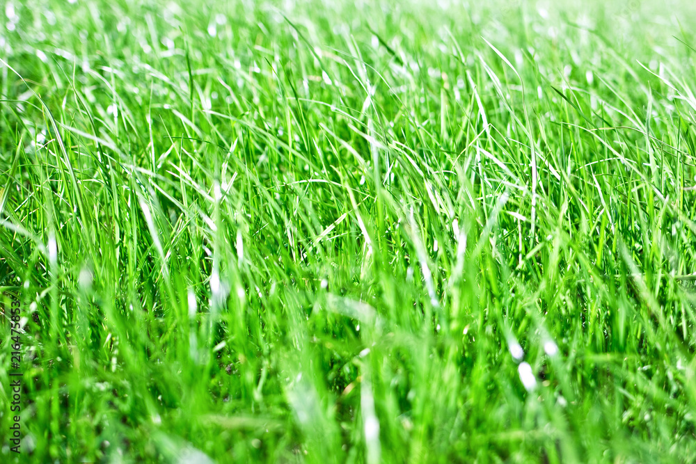closeup of green grass for background closeup of green grass for background