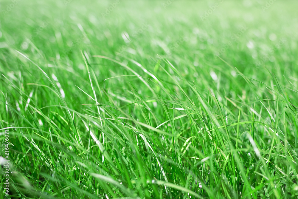 closeup of green grass for background