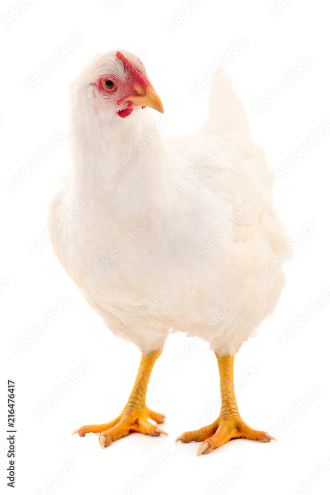  White hen isolated.