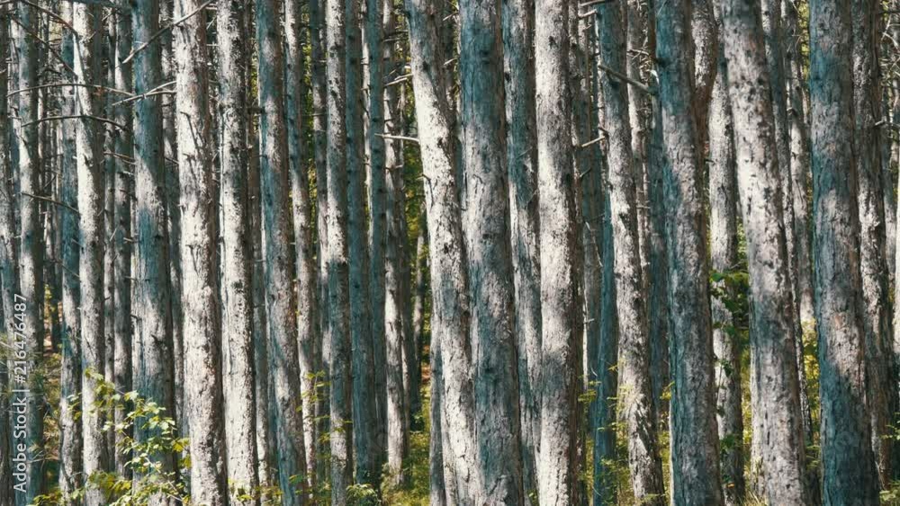 Beautiful mountain forest. Smooth trunks of pine trees in the mountains Beautiful mountain forest. Smooth trunks of pine trees in the mountains