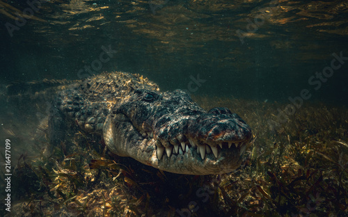 Crocodile underwater