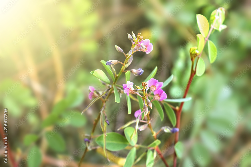 Small pink flowers with green leafs background Small pink flowers with green leafs background
