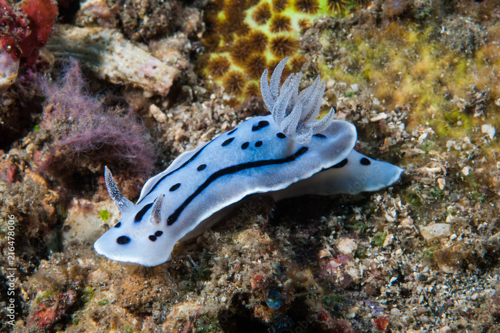 Chromodoris willani Nudibranch Chromodoris willani Nudibranch