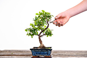 Acrylglasbilder Bonsai Sagaretie-Bonsai in blauer Schale  © Firma V