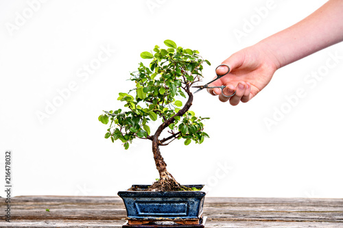 sagaretie bonsai in blue bowl on wooden board with gardeners hand