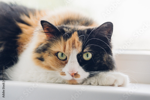 Young Turtle three-colored relaxing cat. Cat with green eyes lying on the windowsill looking at the camera. photo