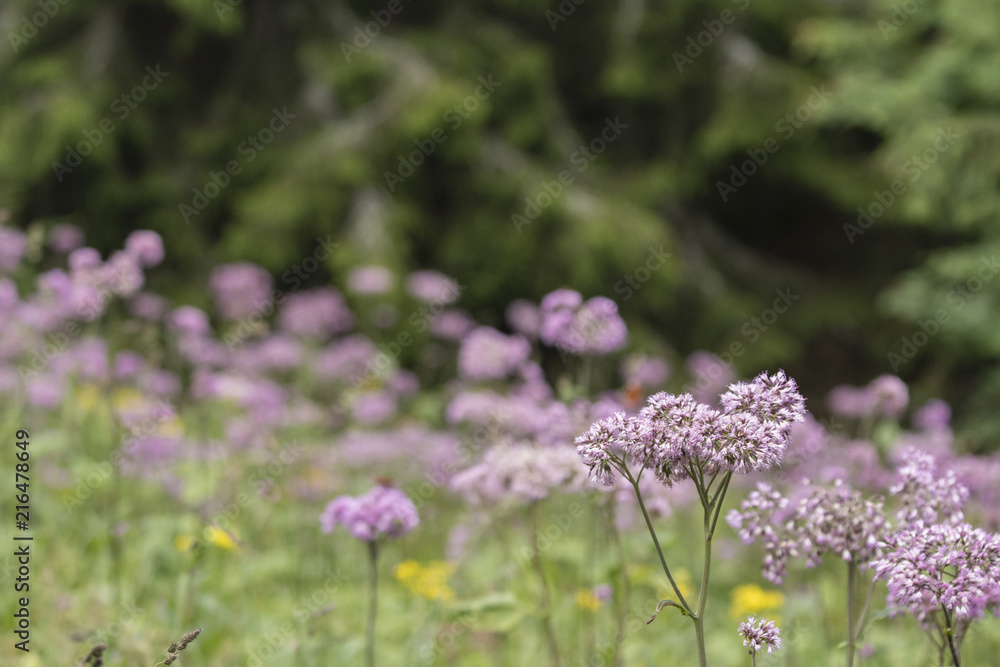 Light violet flowers in the mountains. Light violet flowers in the mountains.