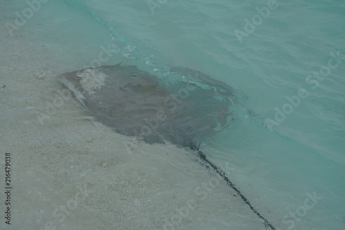 Close encounter with stingrays along the shallow water of a beach in The Maldives