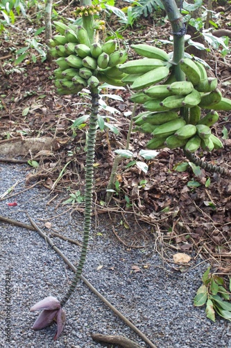 Tropical banana plant