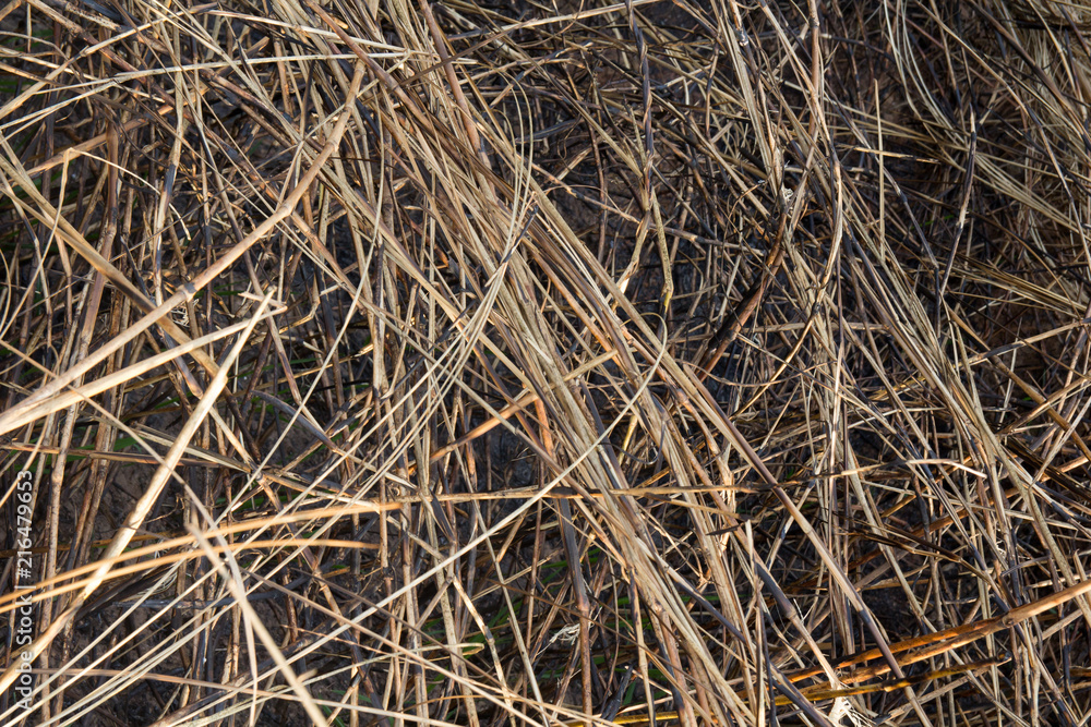 Burned grass in the field on background and texture. Burned grass in the field on background and texture.