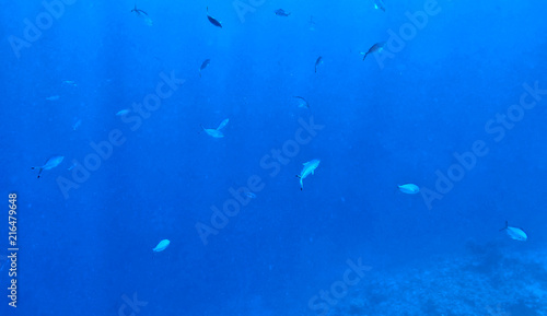 a flock of fish in blue water