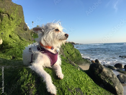 small white dog relaxing at beach