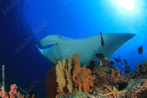 Manta Ray and coral reef in Thailand