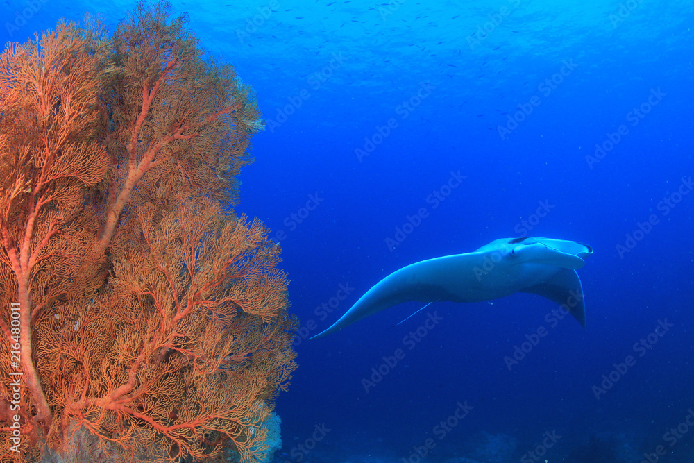 Fototapeta premium Manta Ray and coral reef in Thailand