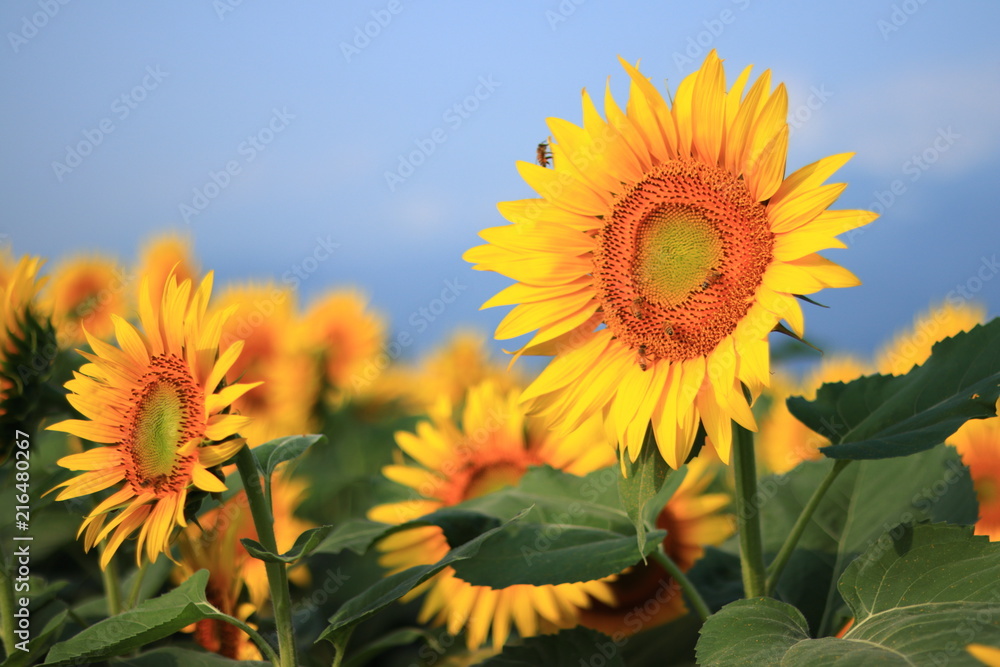 Obraz premium sunflowers