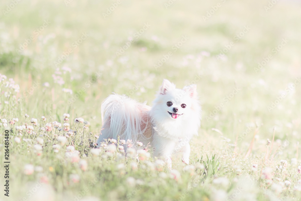 Fototapeta premium シロツメクサとチワワ 2