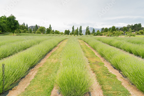Fototapeta Naklejka Na Ścianę i Meble -  Green lavender field flower in Queentown New Zealand
