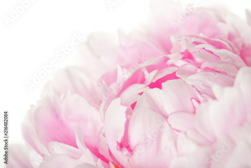 Pink peony flower isolated on white background