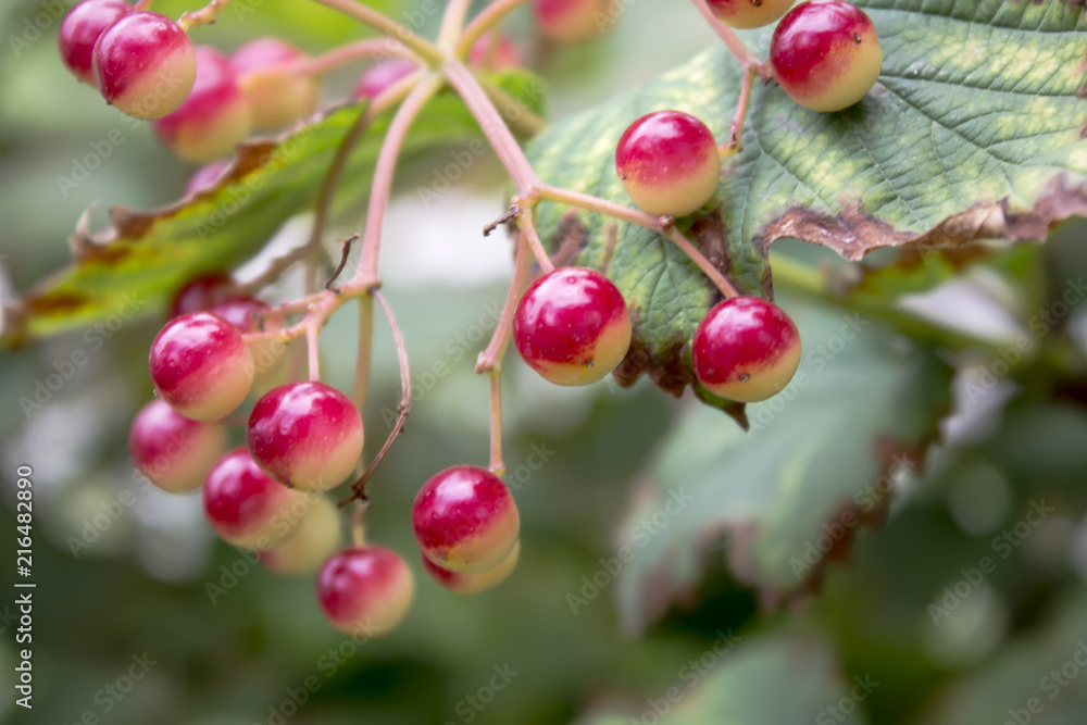 Red viburnum on the bush. Viburnum (viburnum opulus) berries with its leaves outdoor in autumn. Bunches of red viburnum berries on a branch. Red viburnum on the bush. Viburnum (viburnum opulus) berries with its leaves outdoor in autumn. Bunches of red viburnum berries on a branch.