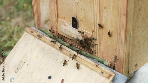 Bees near the beehive entrance