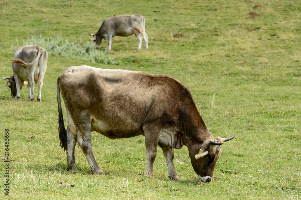 cow on alpine pasture, Cainallo Alp, Italy cow on alpine pasture, Cainallo Alp, Italy