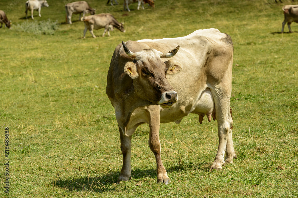 cow and flees on alpine pasture, Cainallo Alp, Italy cow and flees on alpine pasture, Cainallo Alp, Italy