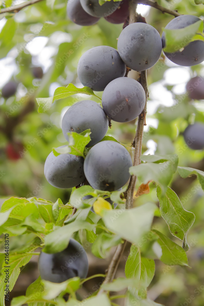 Plum purple with green leaves growing in the garden. Plum. Plum on branch. Plum ripe Plum purple with green leaves growing in the garden. Plum. Plum on branch. Plum ripe