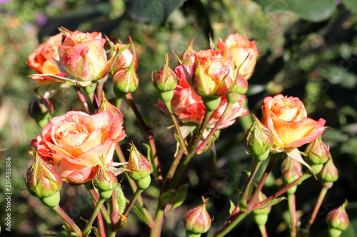 Bright flowers. Raindrops on rose buds.