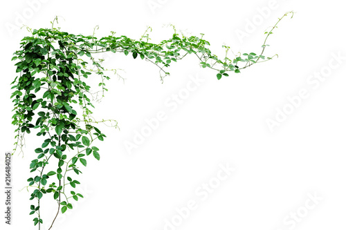 Fotótapéta Bush grape or three-leaved wild vine cayratia (Cayratia trifolia) liana ivy plant bush, nature frame jungle border isolated on white background, clipping path included